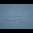 Stattliche Forellen in dem Doubs